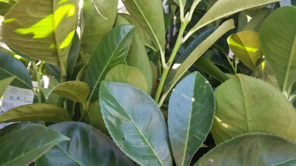 prunus laur. ‘rotundifolia’