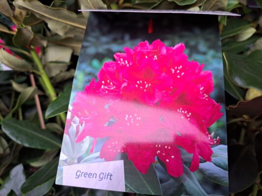 rhododendron ‘nova zembla’