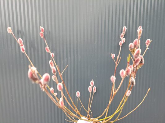 salix gracilistyla ‘mount aso’