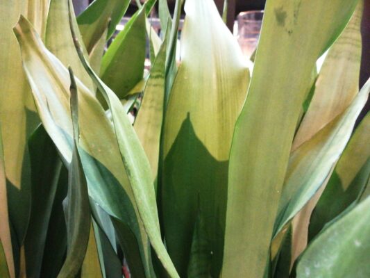 sanseveria moonshine