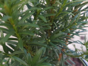 Taxus baccata