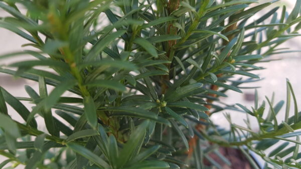 Taxus baccata