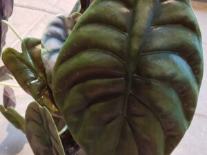 alocasia red secret