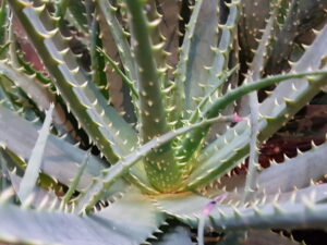 Aloe Arborescens