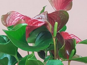 anthurium