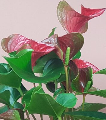 anthurium