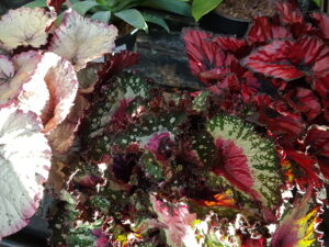 begonia
