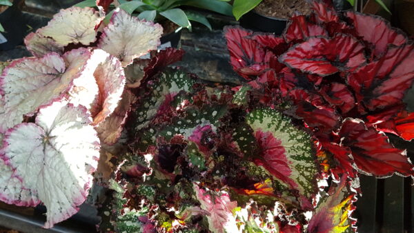 begonia