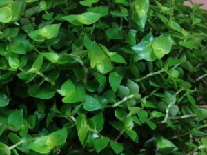 Callisia repens