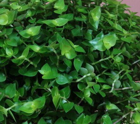 Callisia repens