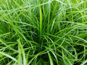 cyperus alternifolius zumula