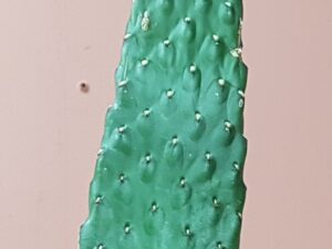 Opuntia