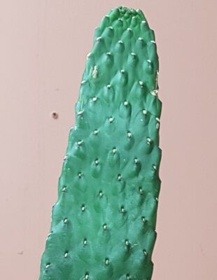 Opuntia