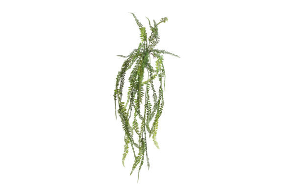 plant steker/hang pteropsida g