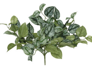 plant steker/hang scidapsus gr
