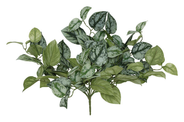 plant steker/hang scidapsus gr