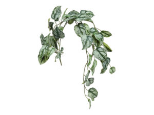 plant steker/hang scidapsus gr