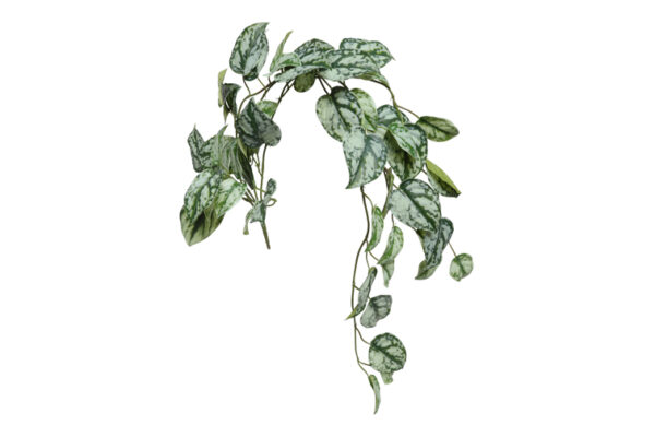 plant steker/hang scidapsus gr