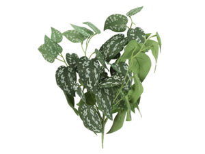 plant steker/hang scindapsus g