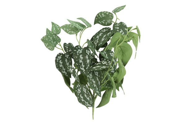 plant steker/hang scindapsus g
