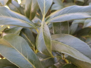 prunus laur. 'caucasica'