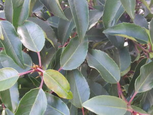 prunus lus. 'angustifolia'