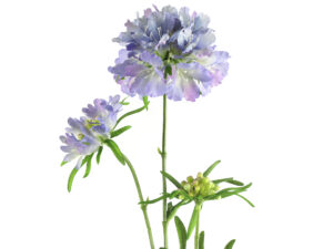 scabiosa lila