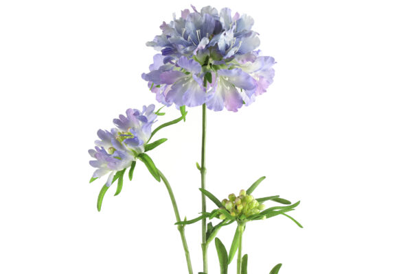 scabiosa lila