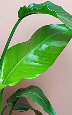 Strelitzia Nicolai