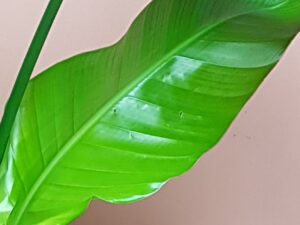 Strelitzia Nicolai
