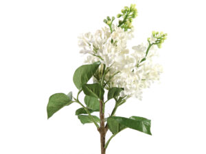 syringa vulgaris lawtey wit