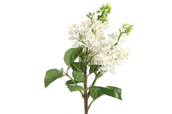 syringa vulgaris lawtey wit